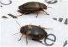 Hydroporus palustris
